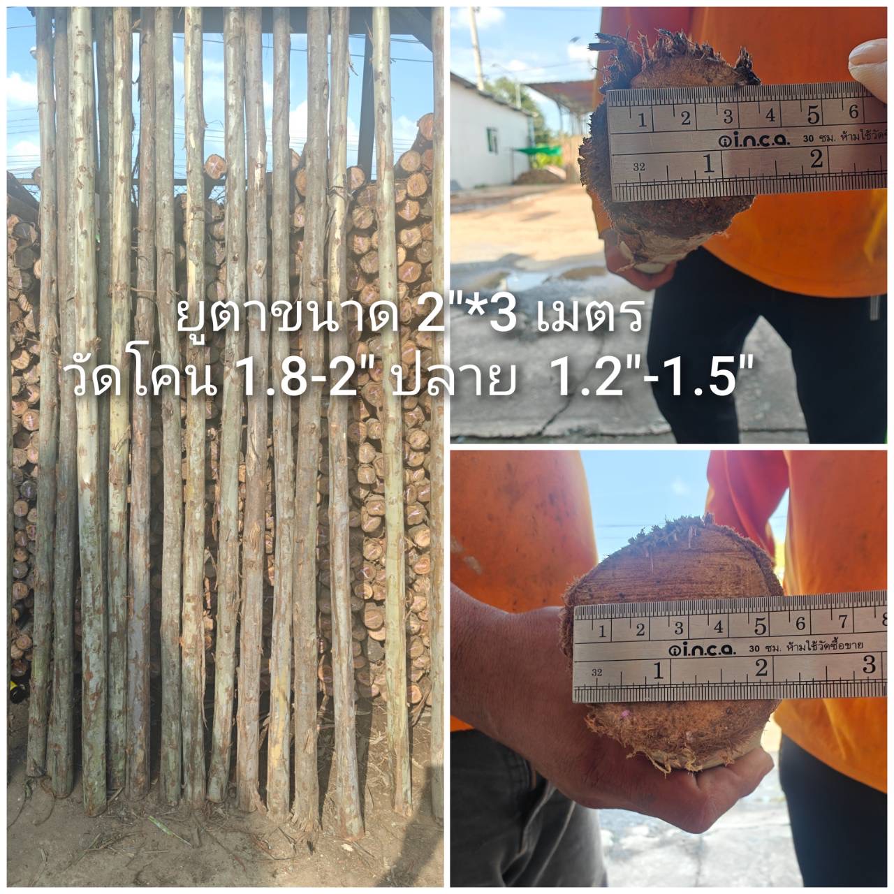 ไม้ยูคา 2" × 3 ม.