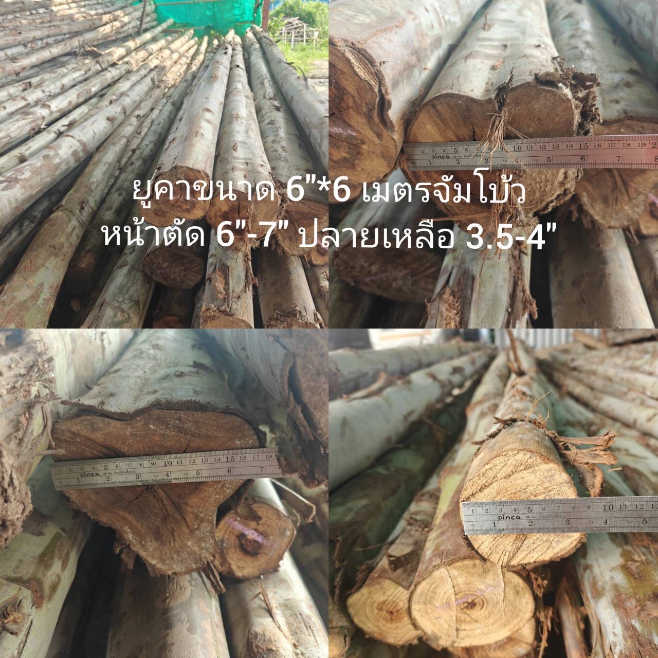 ไม้ยูคา 6" × 6 ม. จัมโบ้