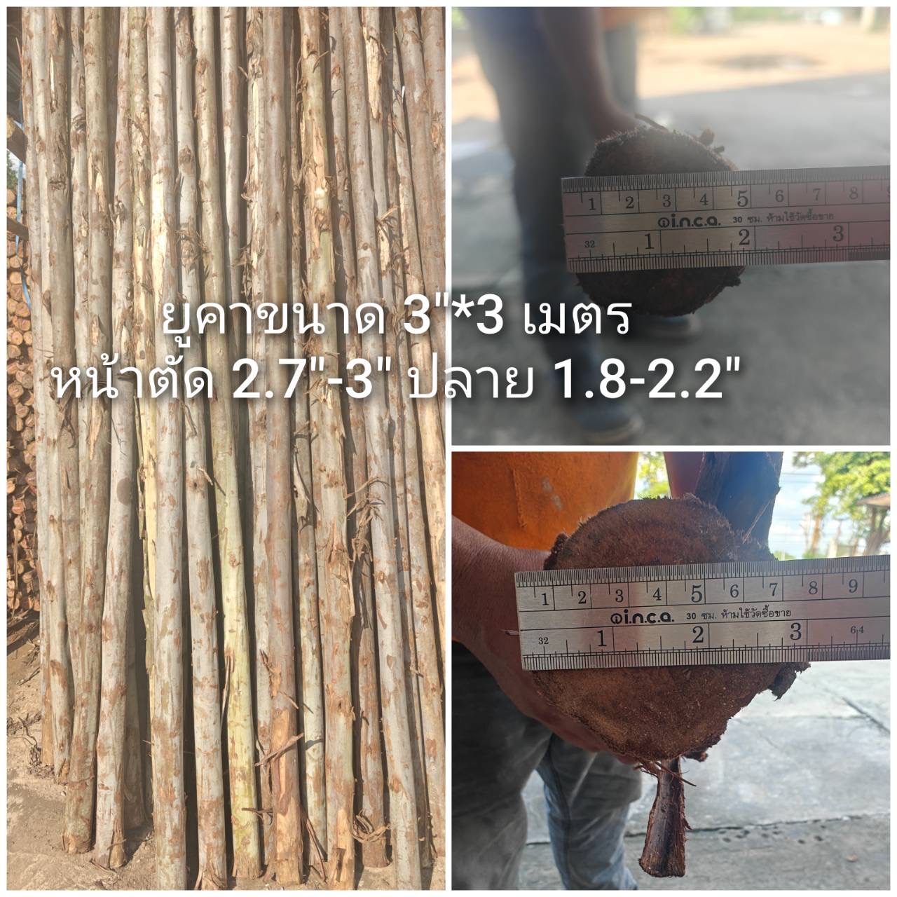 ไม้ยูคา 3" × 3 ม.
