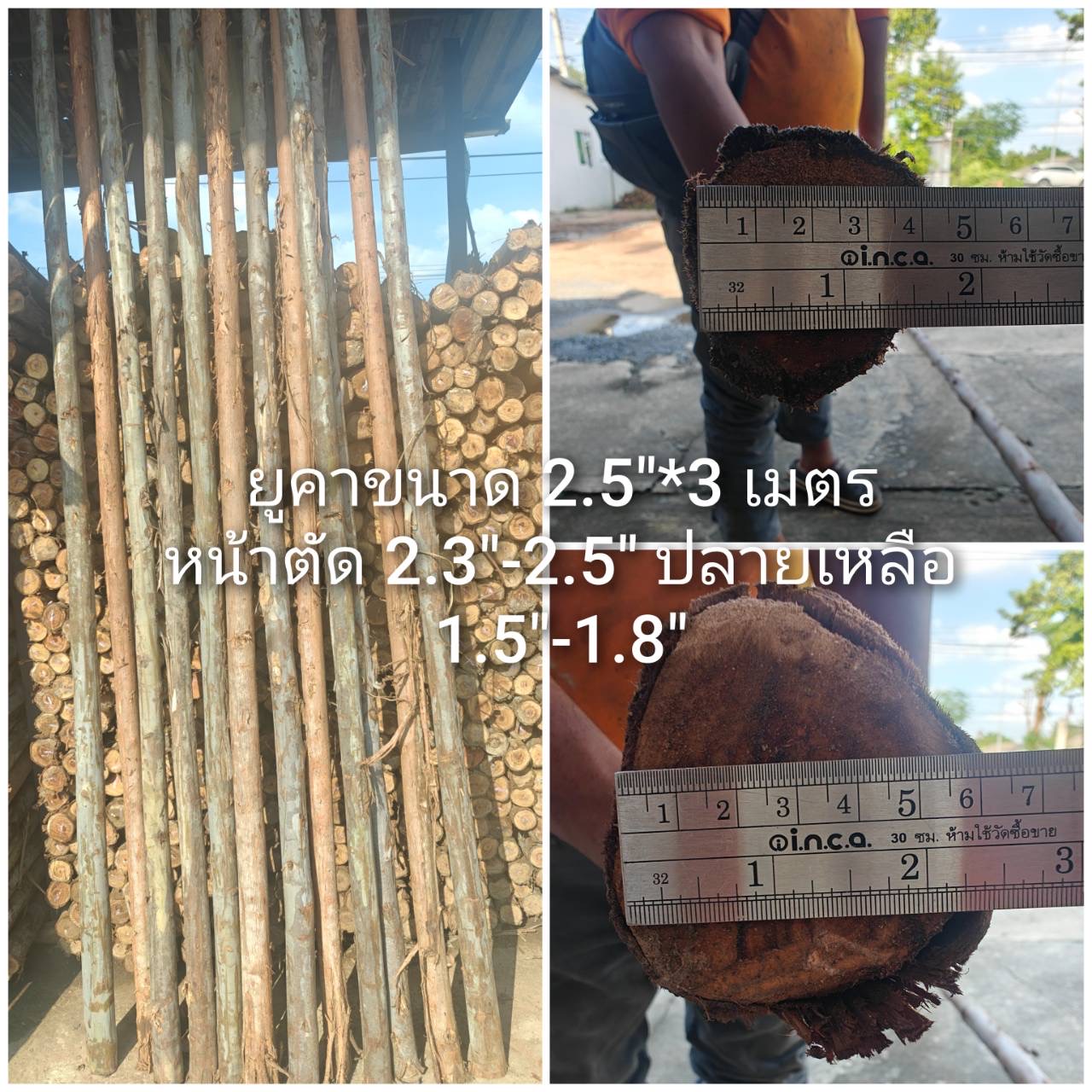 ไม้ยูคา 2.5" × 3 ม.