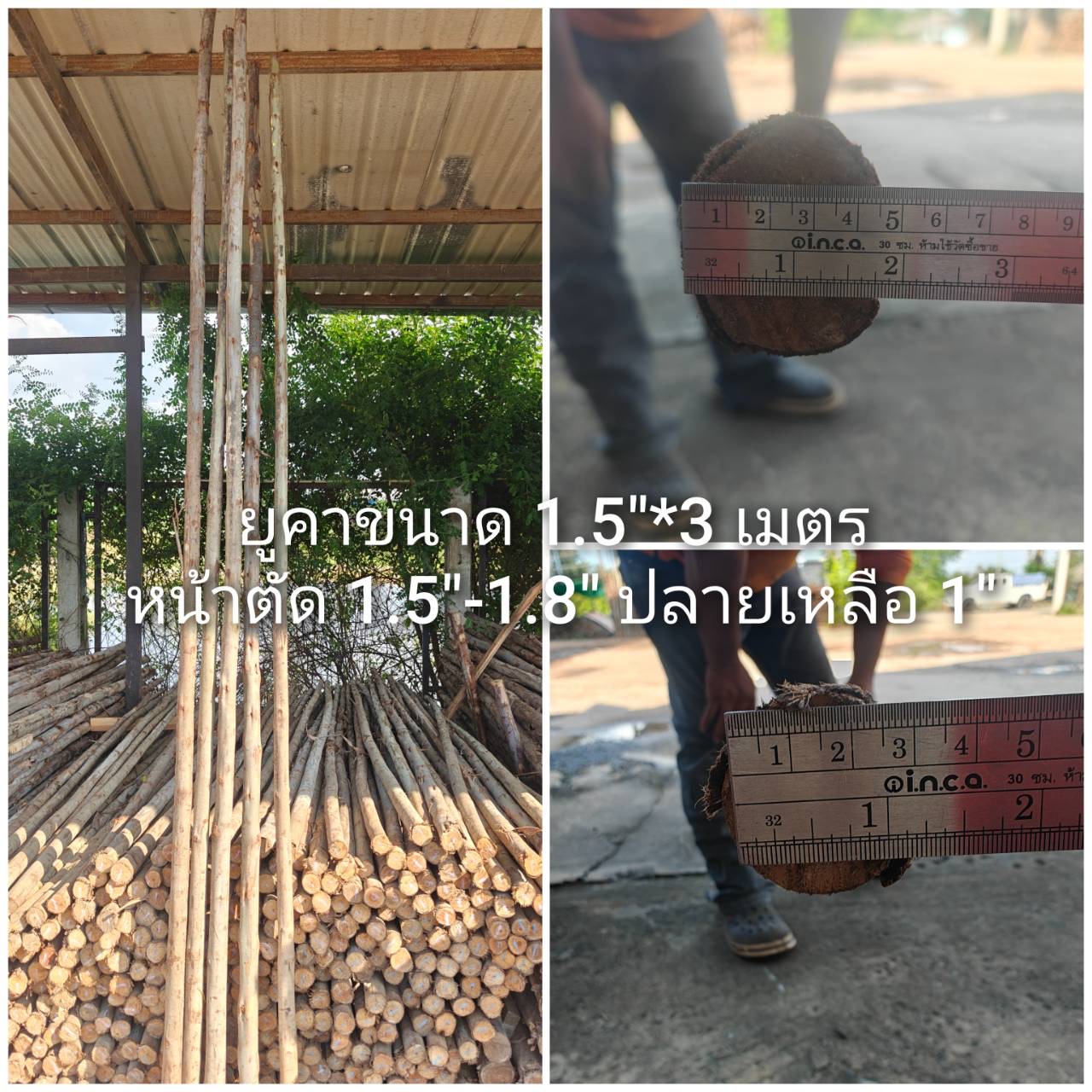 ไม้ยูคา 1.5" × 3 ม.