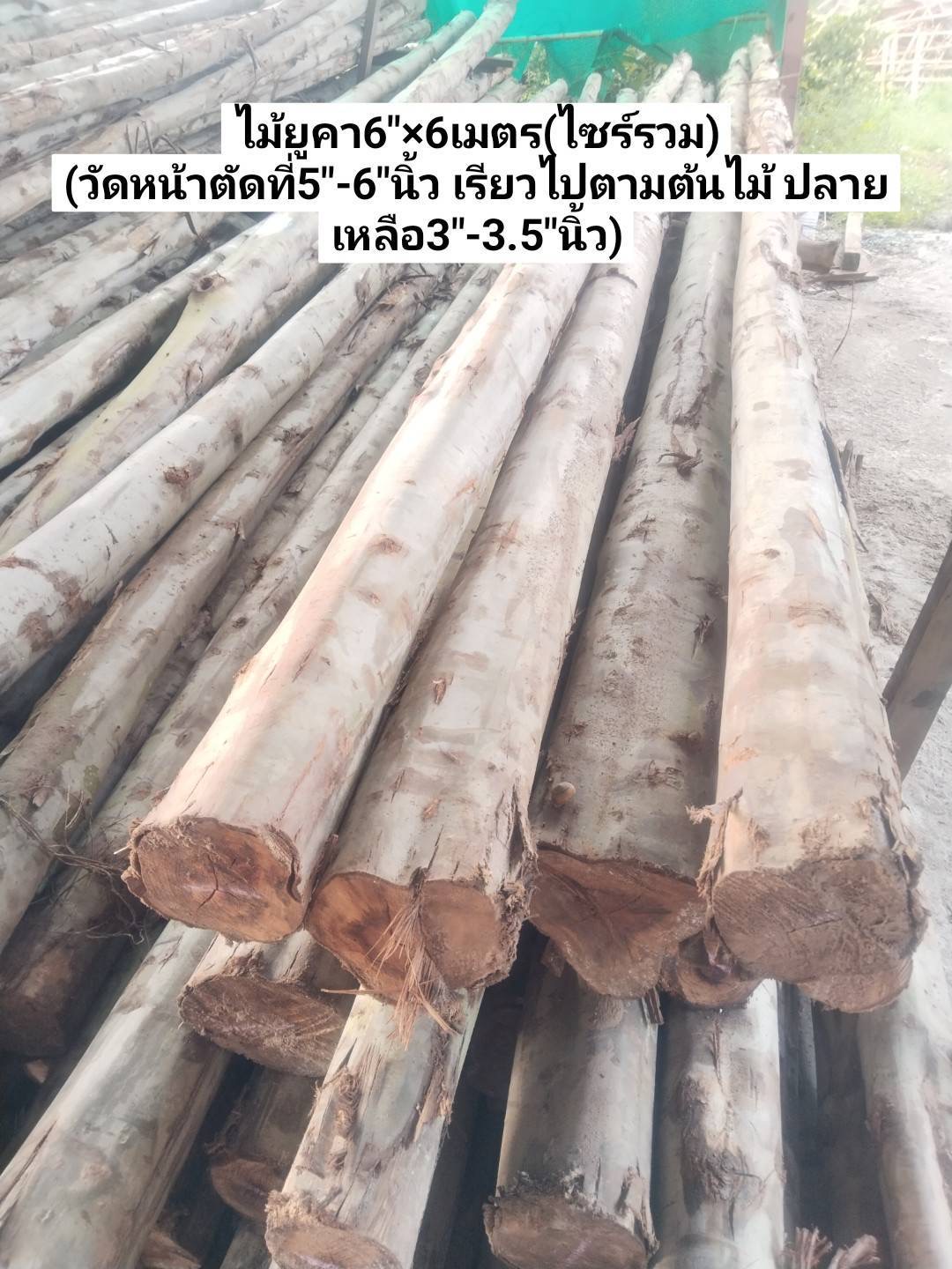 ไม้ยูคา 6" × 6 ม. ไซส์รวม